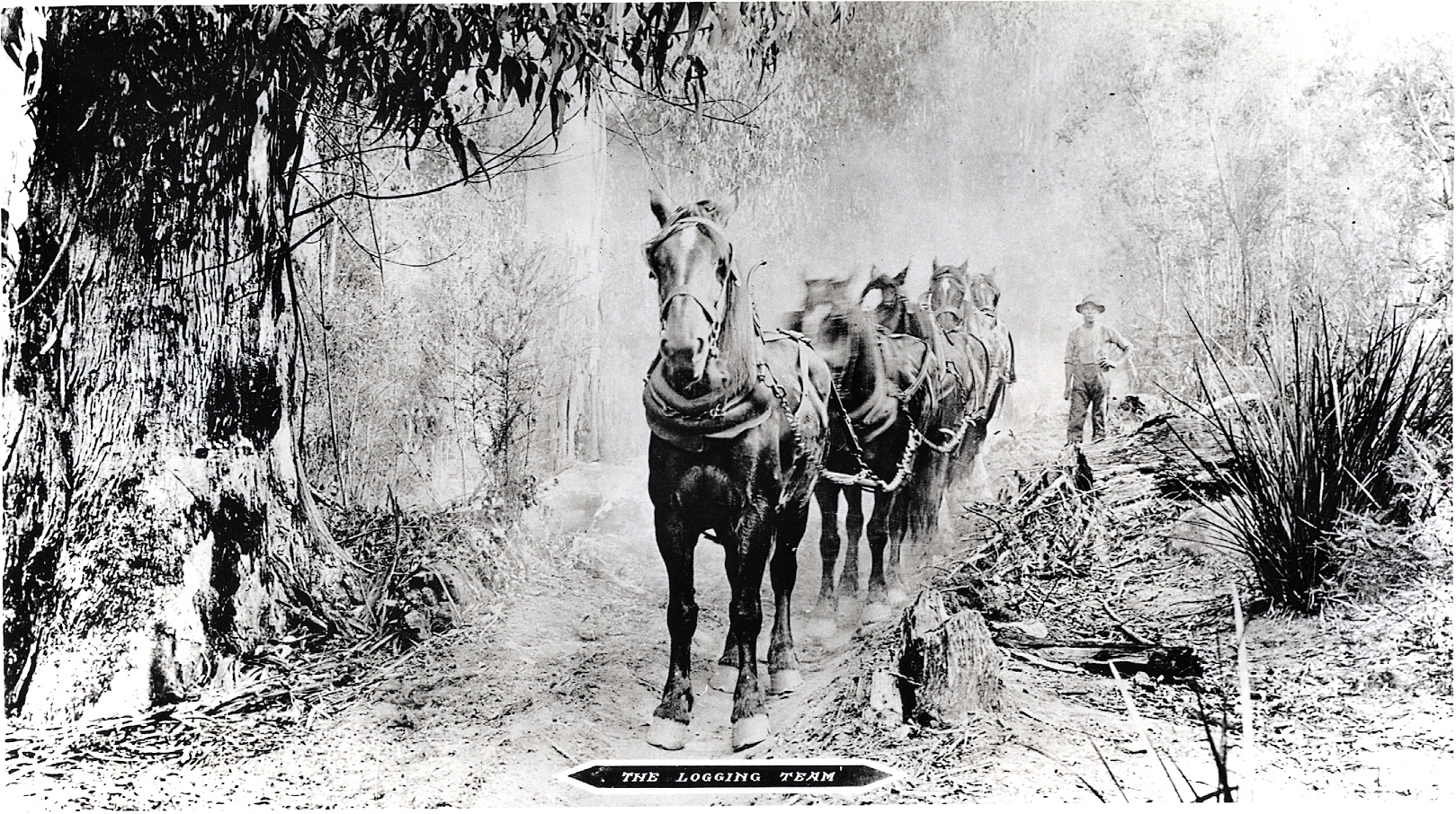 "The Logging Team (J.D. Walker Sawmill) J.D. Walker's father, Peter