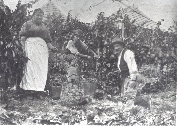 Picking grapes on Glen Hope Farm, Devil's River, Darlingford