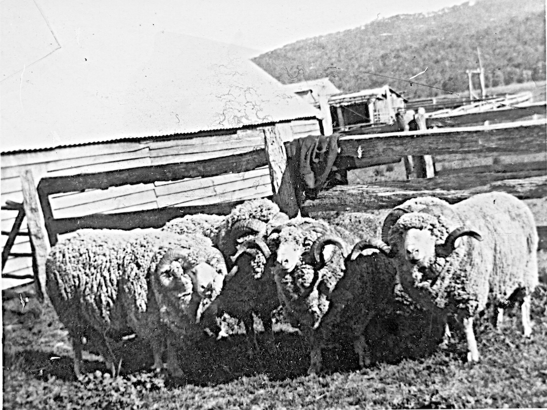 The Merino lambs at the Walsh woolshed High Country History Hub