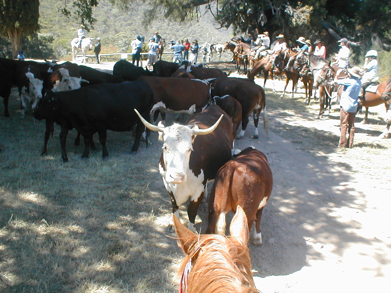 PROTEST CATTLE DRIVE TO WONNANGATTA 2006 - High Country History Hub