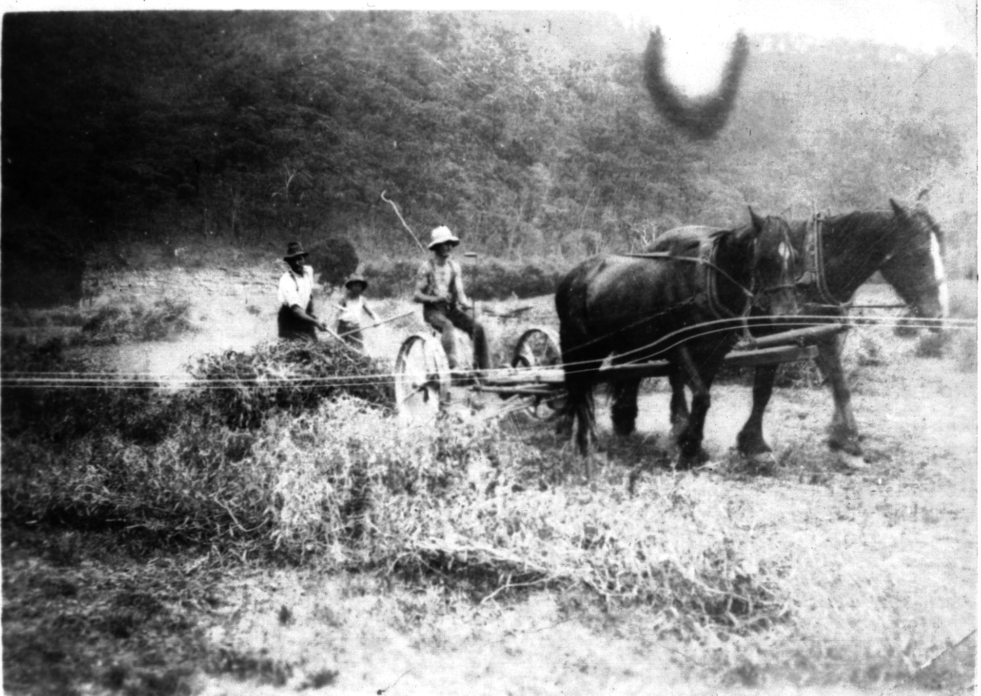 Reaping peas at Dave Peachey's Farm with mower, Darlingford. High