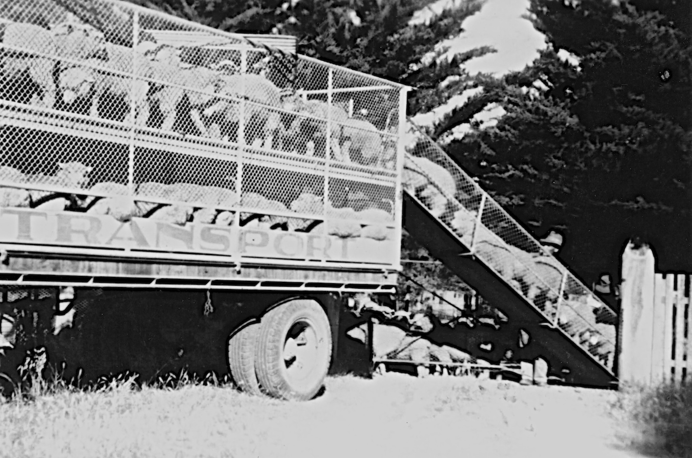 Rupert Joseph Melano loading sheep High Country History Hub
