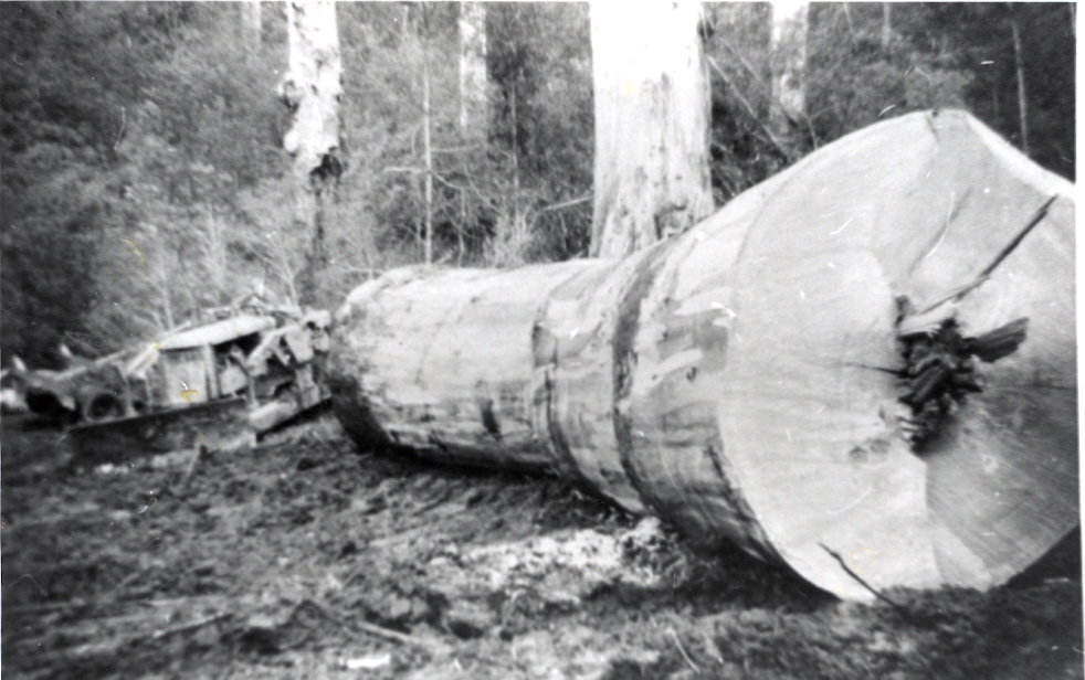 Logging High Country History Hub