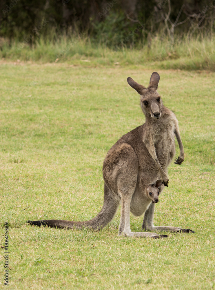 Kangaroo with joey